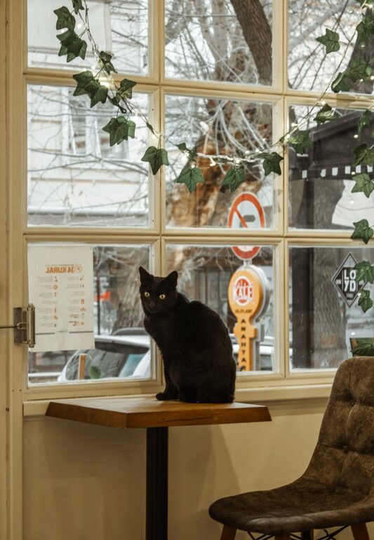 Creating a Cozy Pet-Friendly Home Corner: A Step-by-Step Guide